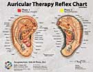 Auricular Therapy Reflex Charts