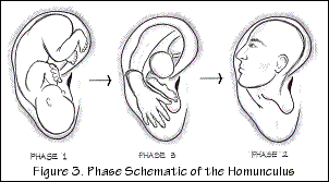 Nogier Ear Chart